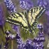 A butterfly commission painting by Josef Berliner.